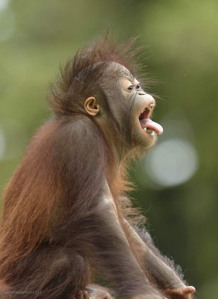 Bidu - Cheeky.jpg image